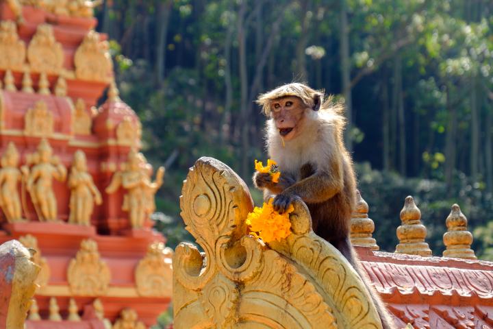 Länderbild Sri-lanka